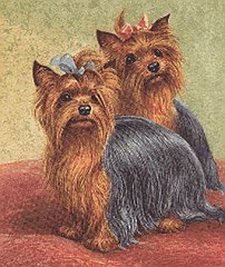 Yorkie 4